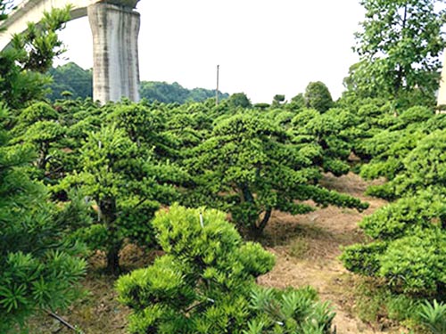 長沙縣智聯(lián)園林綠化有限公司_長沙羅漢松|桂花樹價格|香樟苗木哪家好